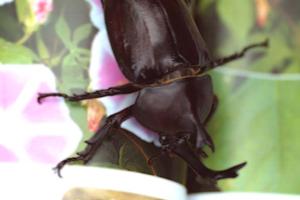 関西ブリーダーのティーカッププードル