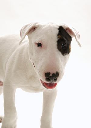 24時間対応が可能な東京の動物病院