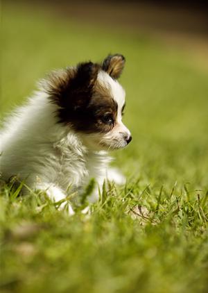 大鳥居駅から徒歩3分のペットホテル
