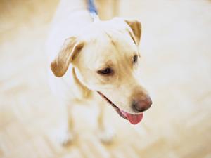 豊富なプランが魅力のペット火葬会社