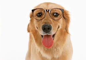 時間外でも診察してくれる動物病院