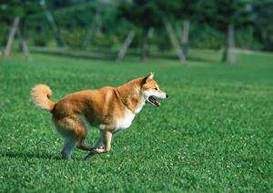 名古屋市で獣医師を募集中の動物病院