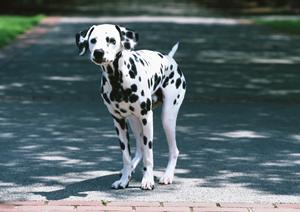 フクロウカフェで癒やされてみませんか