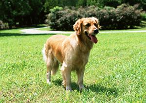 猫の療法食を通販で購入するなら