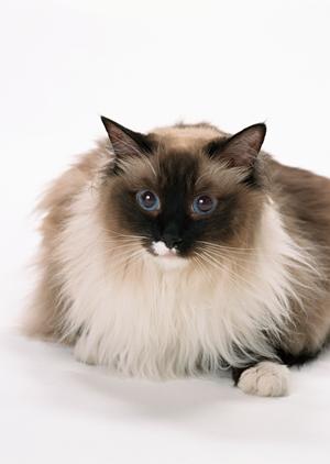 犬のおもちゃを専門的に取り扱うお店