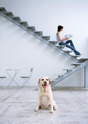 猫の健康を守る！獣医師推奨の療法食ガイドと選び方のポイント